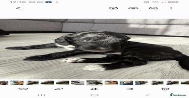 Cockapoo dogs  Cockapoo Puppies Ready for Their Forever Homes! - Advert 15