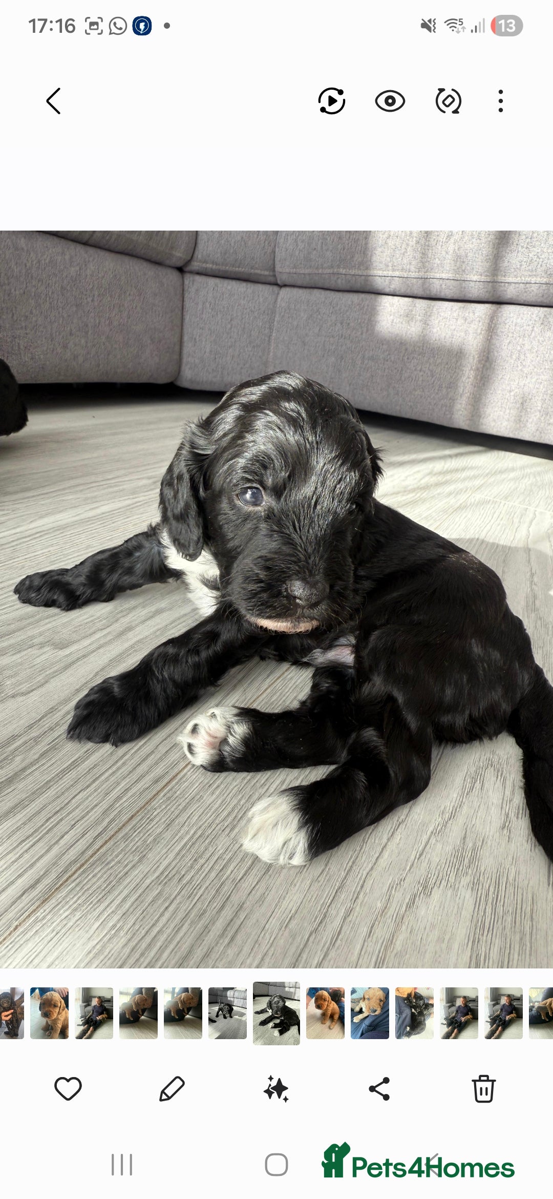 Cockapoo dogs for sale:  Cockapoo Puppies Ready for Their Forever Homes! - Advert 3