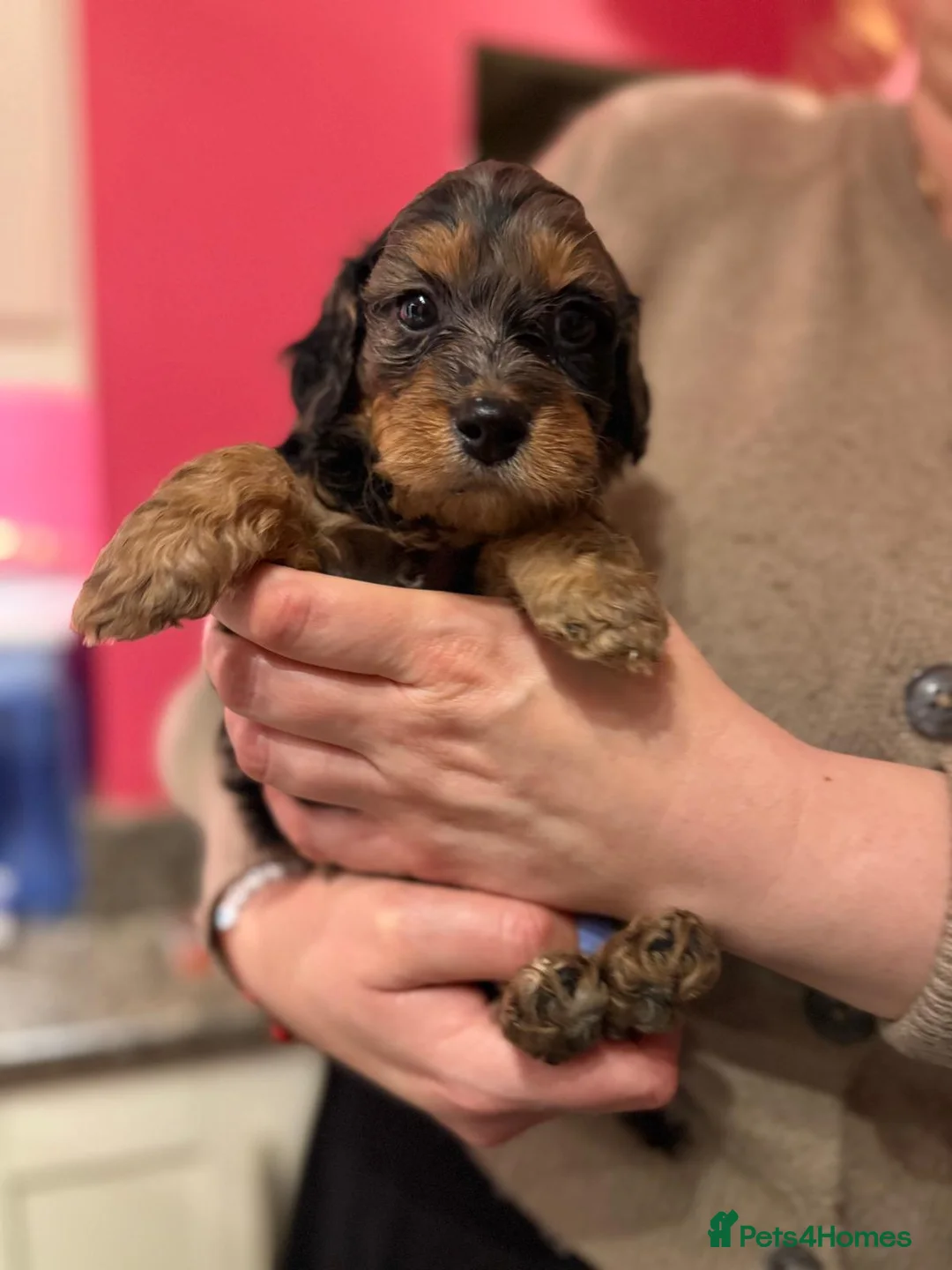 Irish Doodle dogs for sale: Irish Doodles (Mini)  - Advert 15