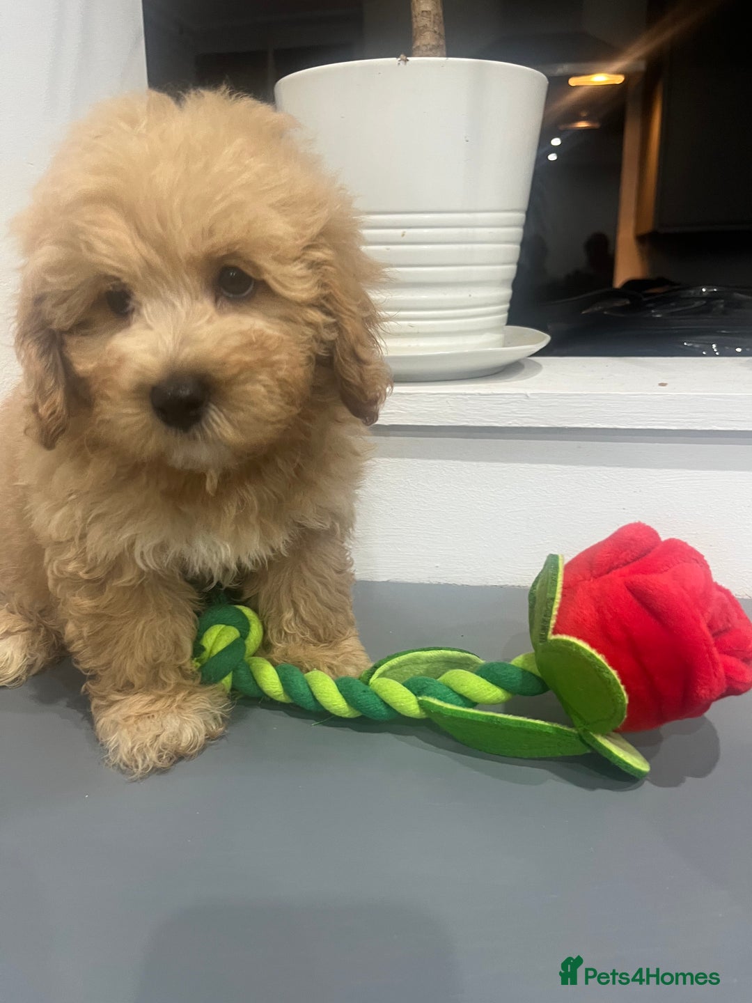 Coton De Tulear dogs for sale: Cotonoodle - Image 21