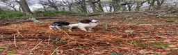 English Springer Spaniel dogs for sale: Springer spaniel puppies  - Advert 3