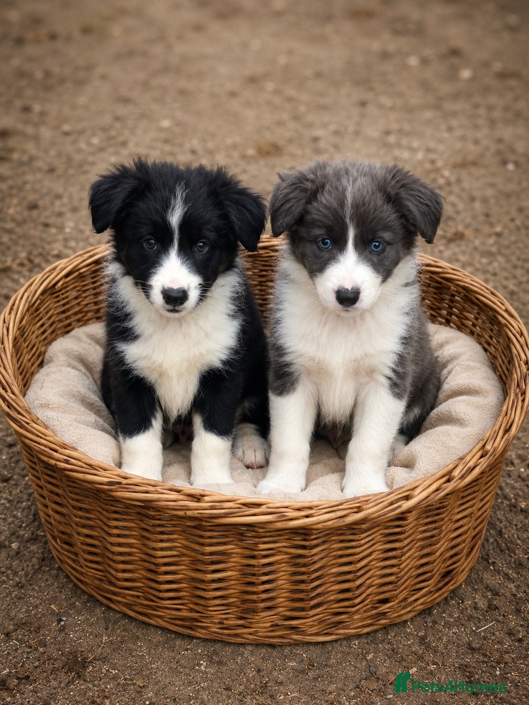 Border Collie dogs Last 2 KC registered border collie puppies  - Advert 1