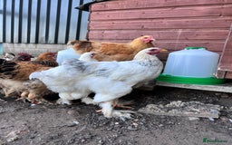 Hens poultry for sale: Rare Buff Brahma Boys-calm and stunning - Image 1