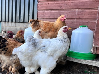 Hens poultry - Advert 1