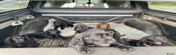 Flat coated Retriever dogs for sale: Ready now! Flat coated x Golden retriever pups. - Advert 18
