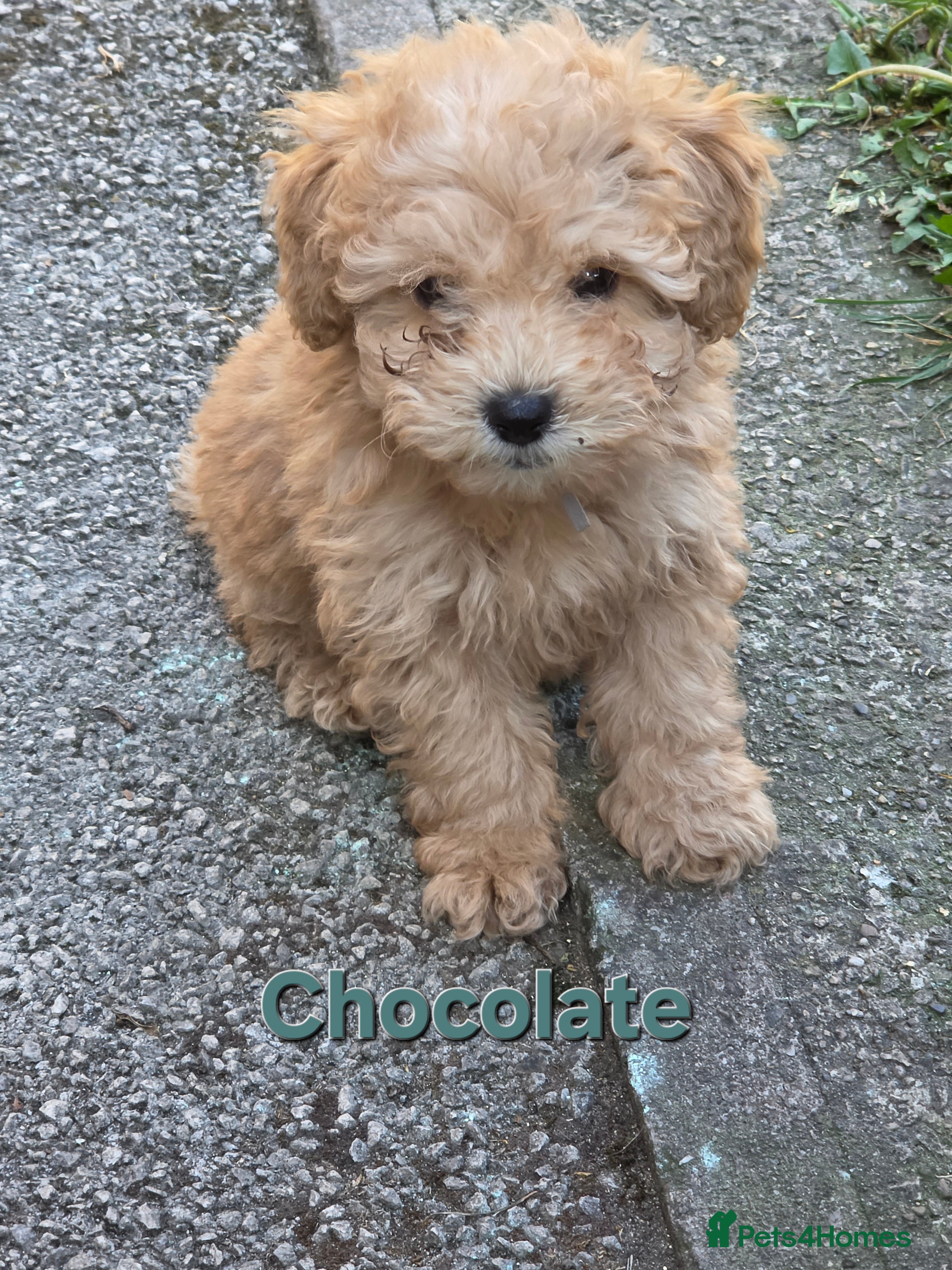 Poochon dogs for sale: Boys 850 , Girls 1050  - Advert 6