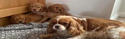 Cavapoo dogs for sale: F1 Cavapoo girls only 🦴🐾🌸🌸🌸🌸 - Advert 9
