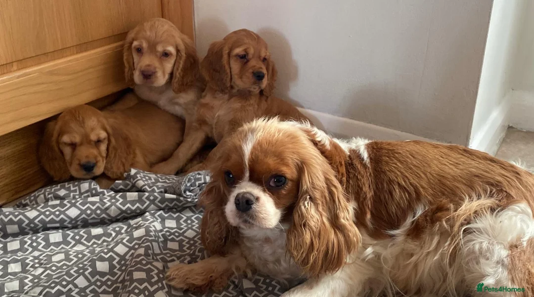 Cavapoo dogs for sale: F1 Cavapoo girls only 🦴🐾🌸🌸🌸🌸 - Advert 9