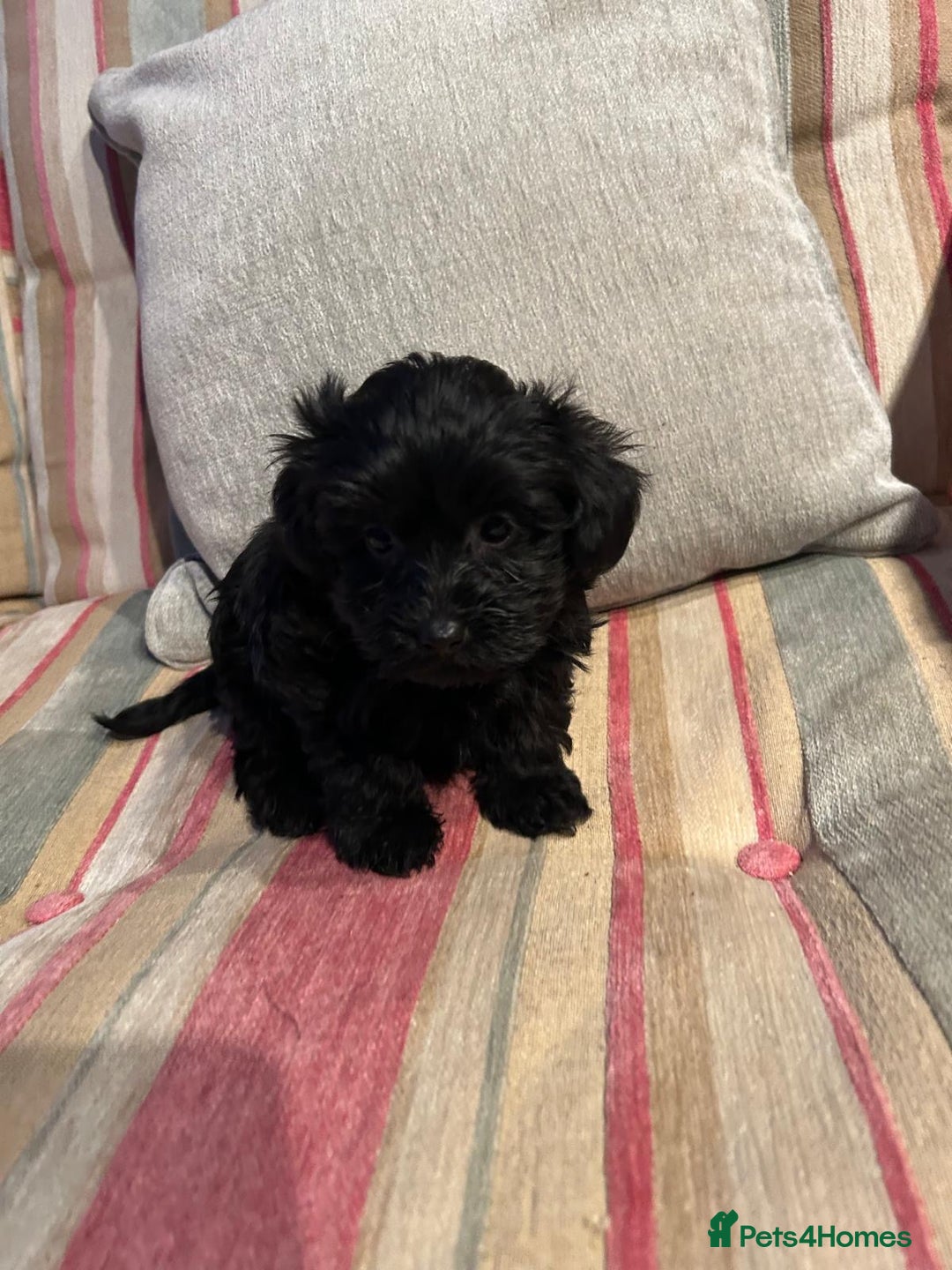 Yorkiepoo dogs for sale: Gorgeous F1 Yorkipoo puppies - Advert 5