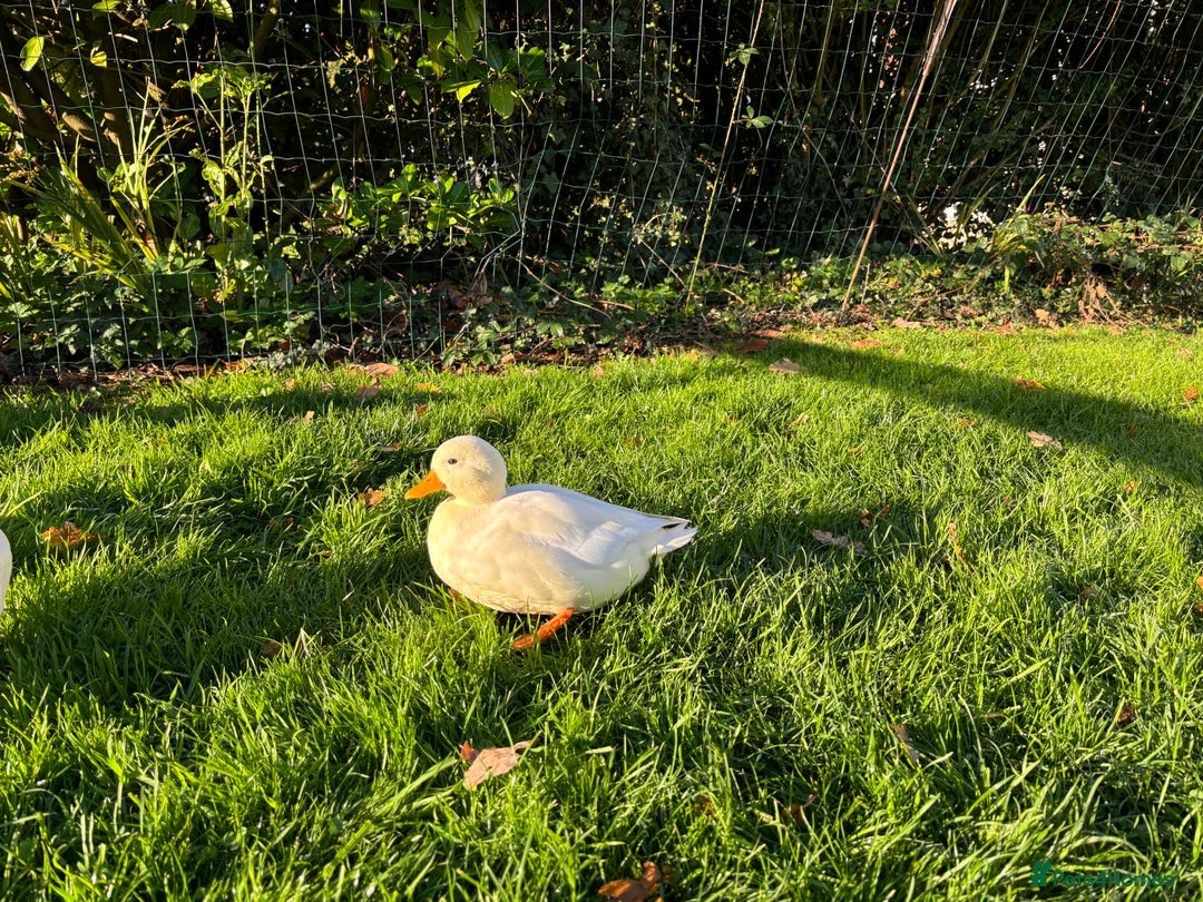 Ducks poultry for sale: Pair of call ducks  - Image 12