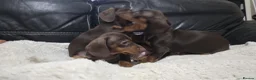 Dachshund dogs for sale: Dashund - Advert 3