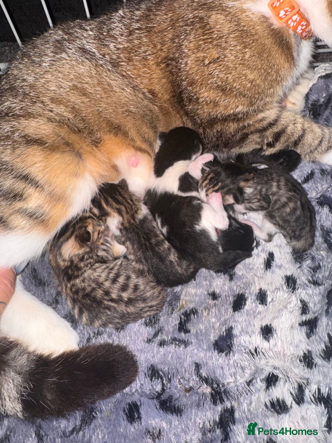 British Shorthair cats for sale: *** Absolutely Stunning Babies**** - Image 8