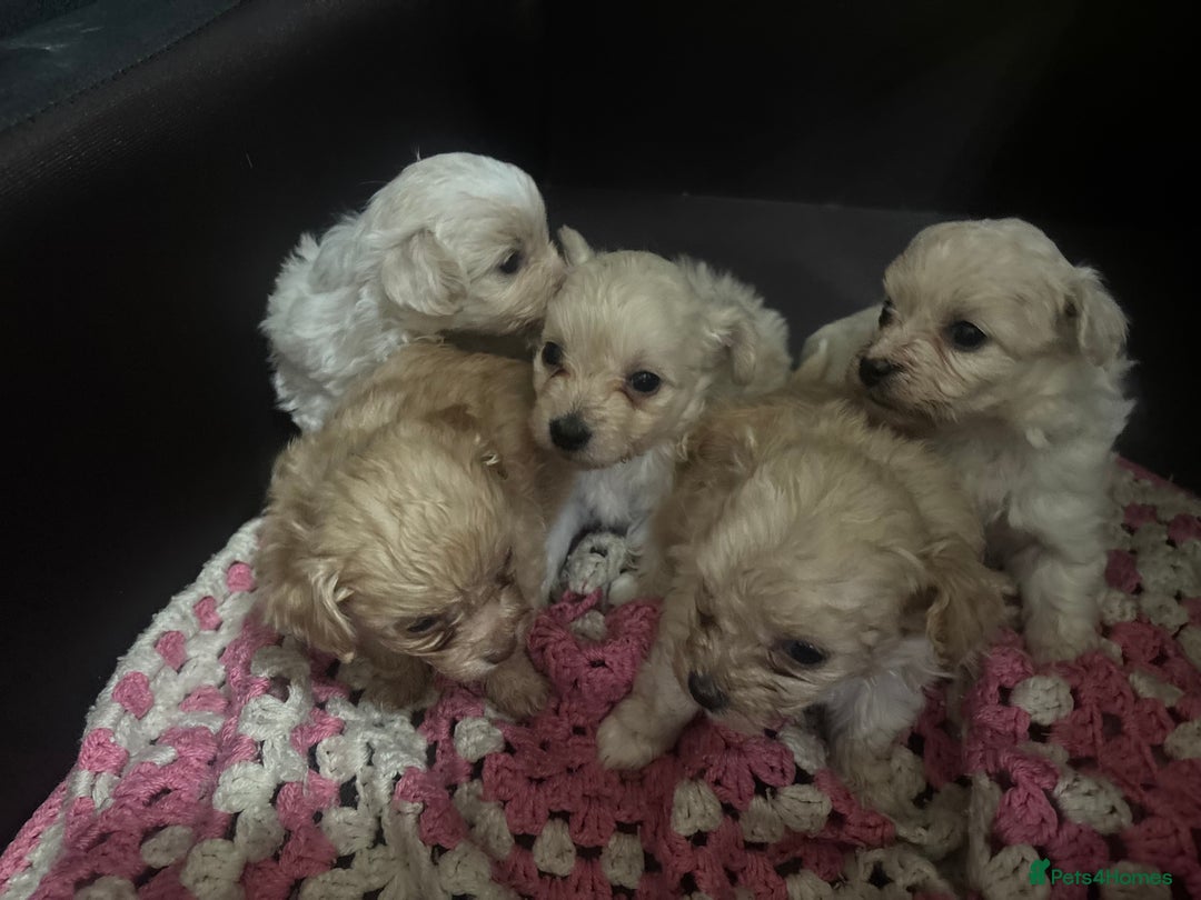 Pomapoo dogs for sale: Stunning Pomapoo puppies  - Advert 2