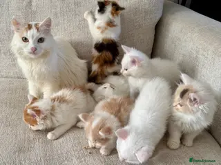 Munchkin cats Munchkin kittens - Advert 3