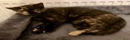 Mixed Breed cats for sale: 2 Lovely kittens for sale (1 boy, 1 girl) - Advert 3