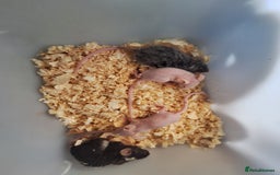 Mouse rodents for sale: Fancy pet mice for sale £8 each  - Image 7