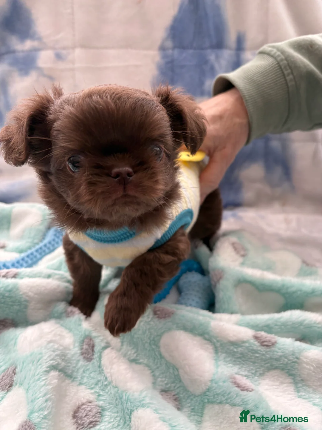 Chihuahua dogs for sale: Russian long-haired Chihuahua - Advert 1