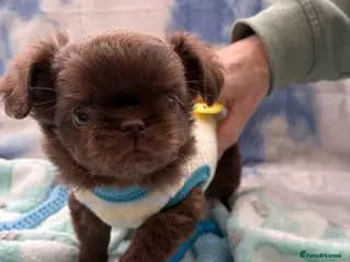 Chihuahua dogs Russian long-haired Chihuahua - Advert 13