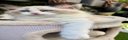 Ragdoll cats for sale: WORLD BEATIFUL RAGDOLL KITTEN / FIFE - Advert 6