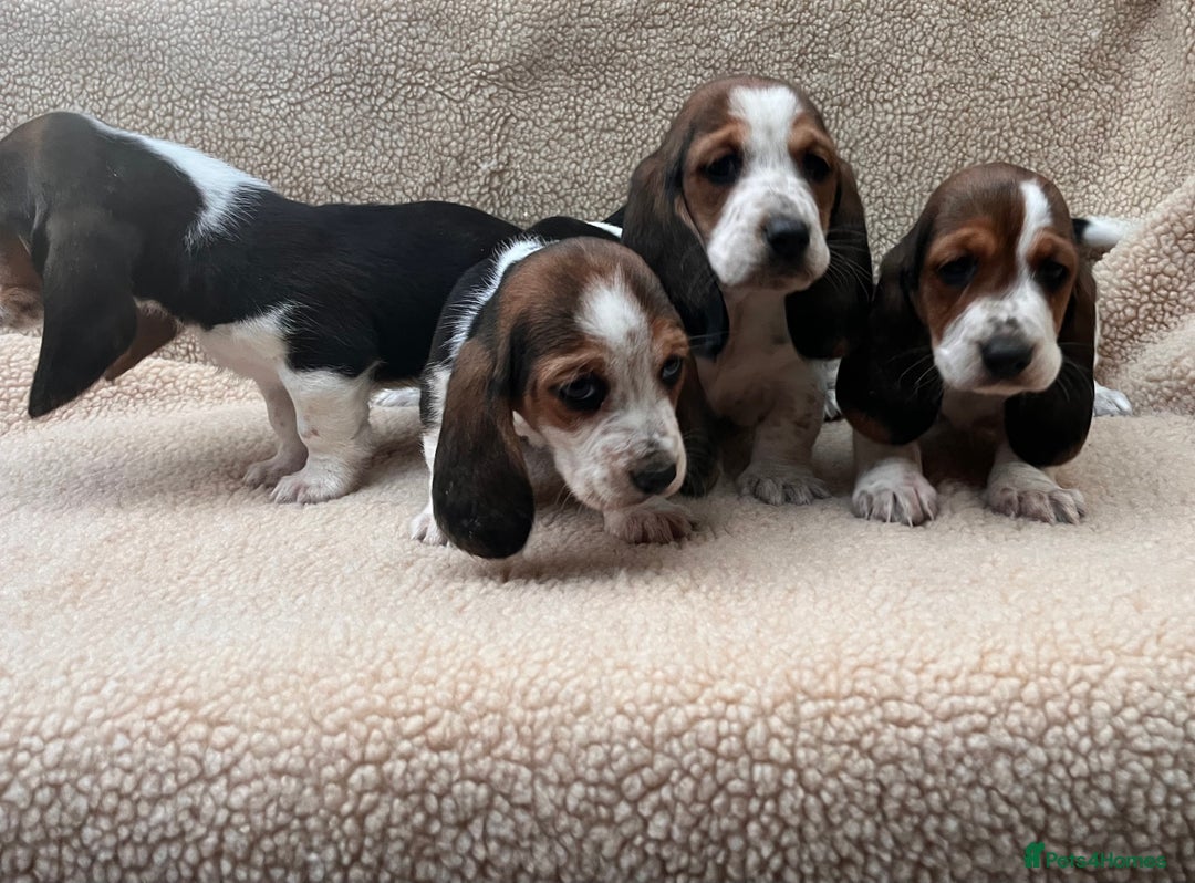 Basset Hound dogs for sale: Bassat hound puppys  - Image 4