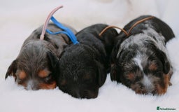 Cavapoo dogs for sale: Extensively health tested very rare F1 Cavapoos - Image 13