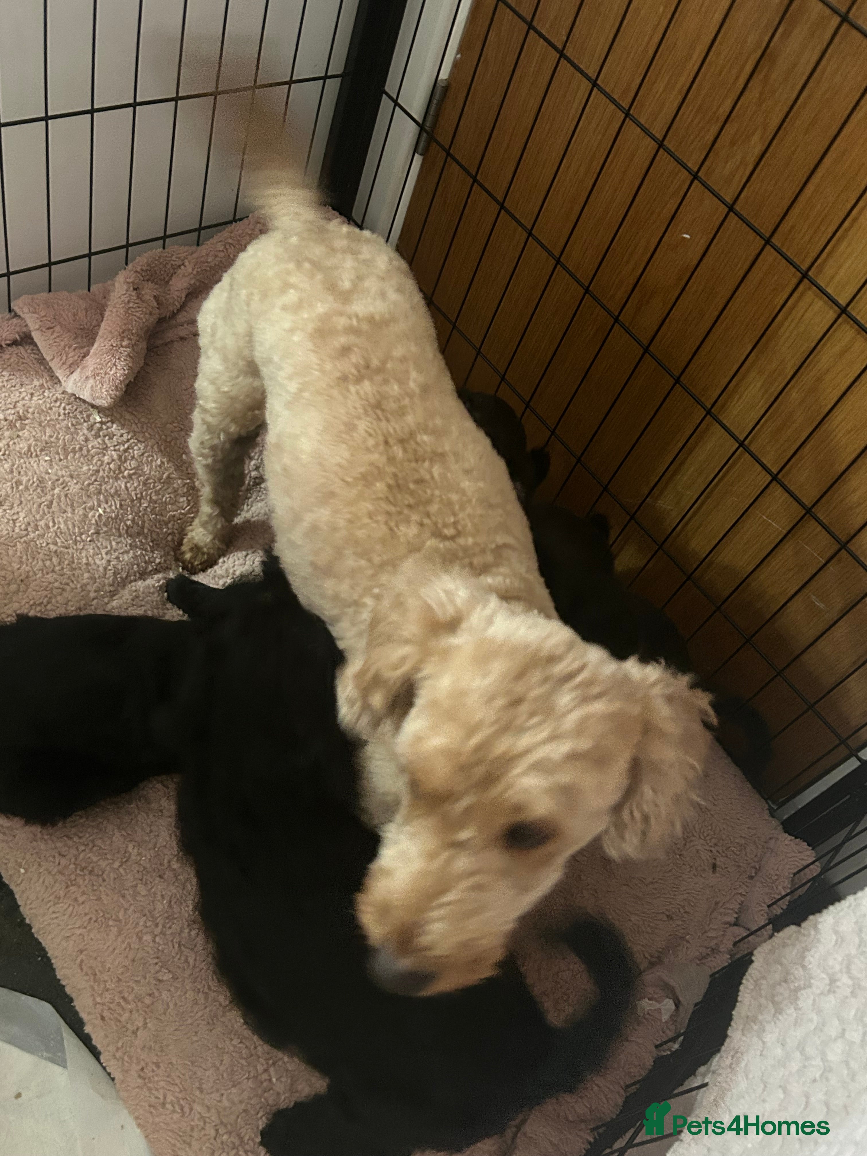 Cockapoo dogs 4 beautiful F2 Boy Cockapoos  - Advert 5