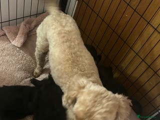 Cockapoo dogs 4 beautiful F2 Boy Cockapoos - Advert 3