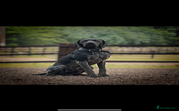 German Shorthaired Pointer dogs for sale: KC show qualify GSP’s (crufts champion bloodlines) - Image 2