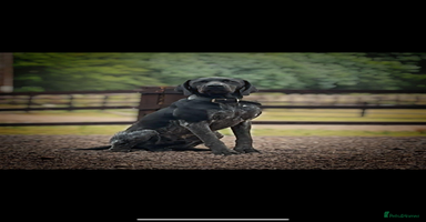 German Shorthaired Pointer dogs - Advert 9