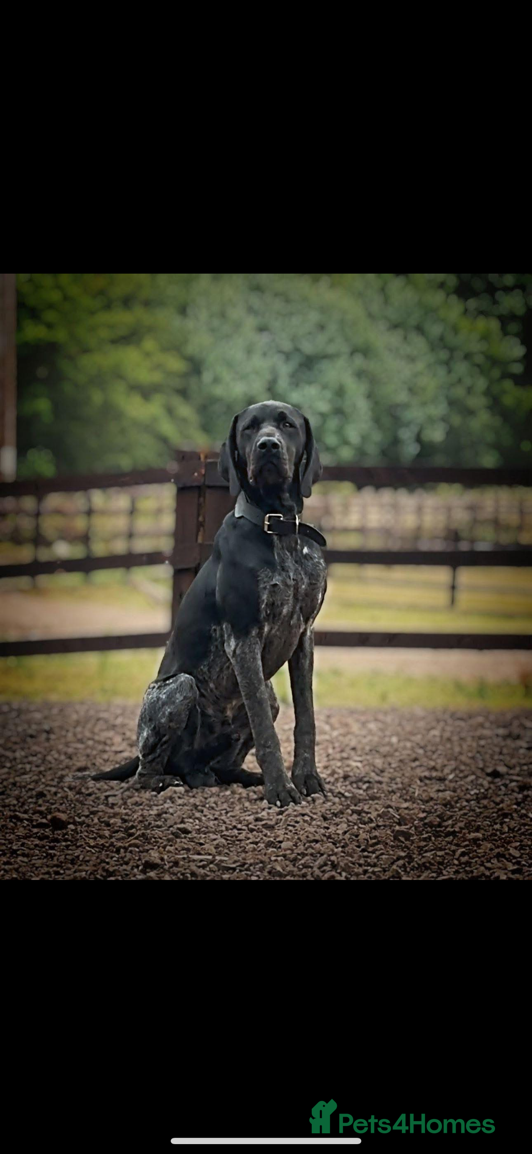 German Shorthaired Pointer dogs for sale: KC show qualify GSP’s (crufts champion bloodlines) - Image 2