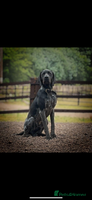 German Shorthaired Pointer dogs - Advert 3