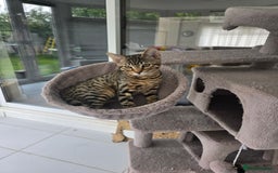 Bengal cats for sale: Half bengal kittens  - Image 3