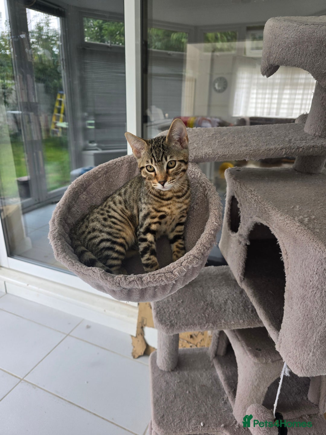 Bengal cats for sale: Half bengal kittens  - Image 3