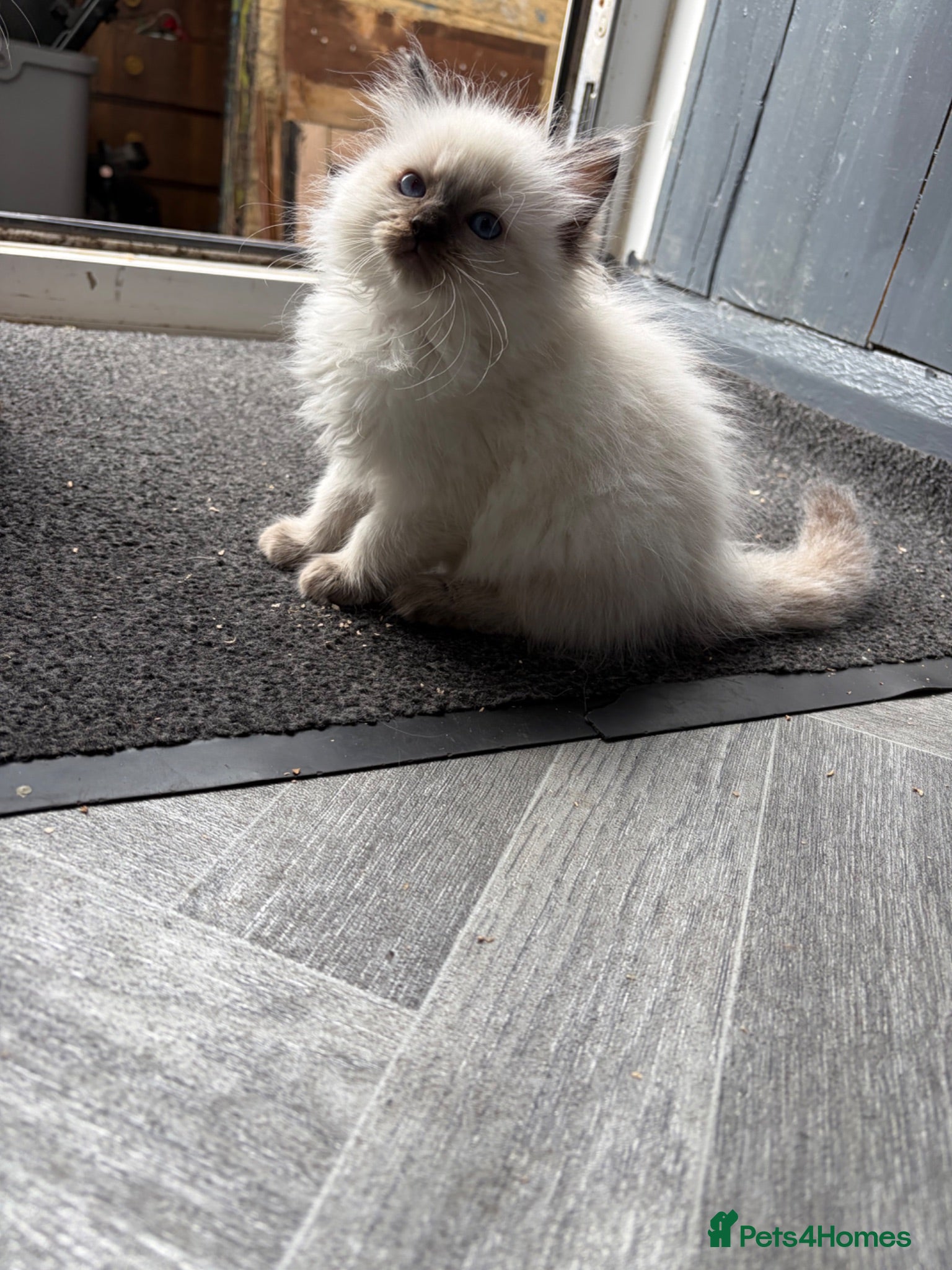 Ragdoll cats Amazing pure ragdolls  - Advert 1