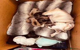 French Bulldog dogs for sale: French Bulldogs  - Image 25