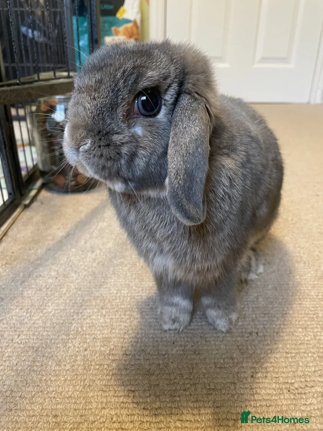 Mini Lop rabbits for sale: Mog (8.5yo mini lop) in Harrow - Advert 1
