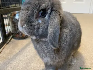 Mini Lop rabbits Mog (8.5yo mini lop) in Harrow - Advert 4