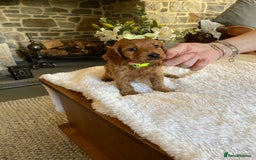 Cockapoo dogs for sale: READY TO GO :Gorgeous litter of  F1 Cockapoo’s - Image 11