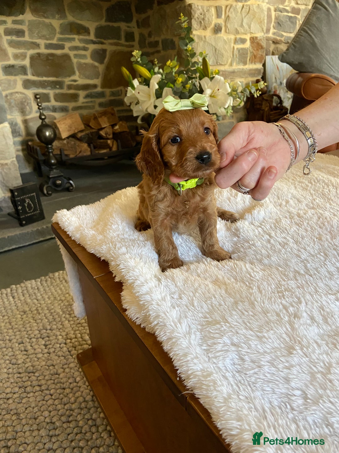 Cockapoo dogs for sale: READY TO GO :Gorgeous litter of  F1 Cockapoo’s - Image 11