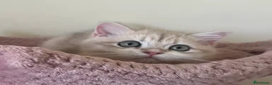 British Shorthair 2