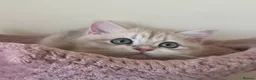British Shorthair cats for sale: Delightful Golden British Shorthair Kittens - Advert 11