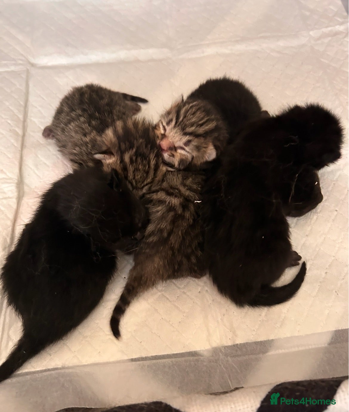 British Shorthair cats Kittens for sale - Advert 1