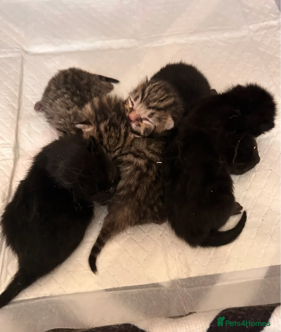 British Shorthair cats for sale: Kittens for sale in Callington - Advert 1
