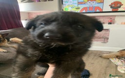 German Shepherd dogs for sale: German shepherd puppies - Image 9