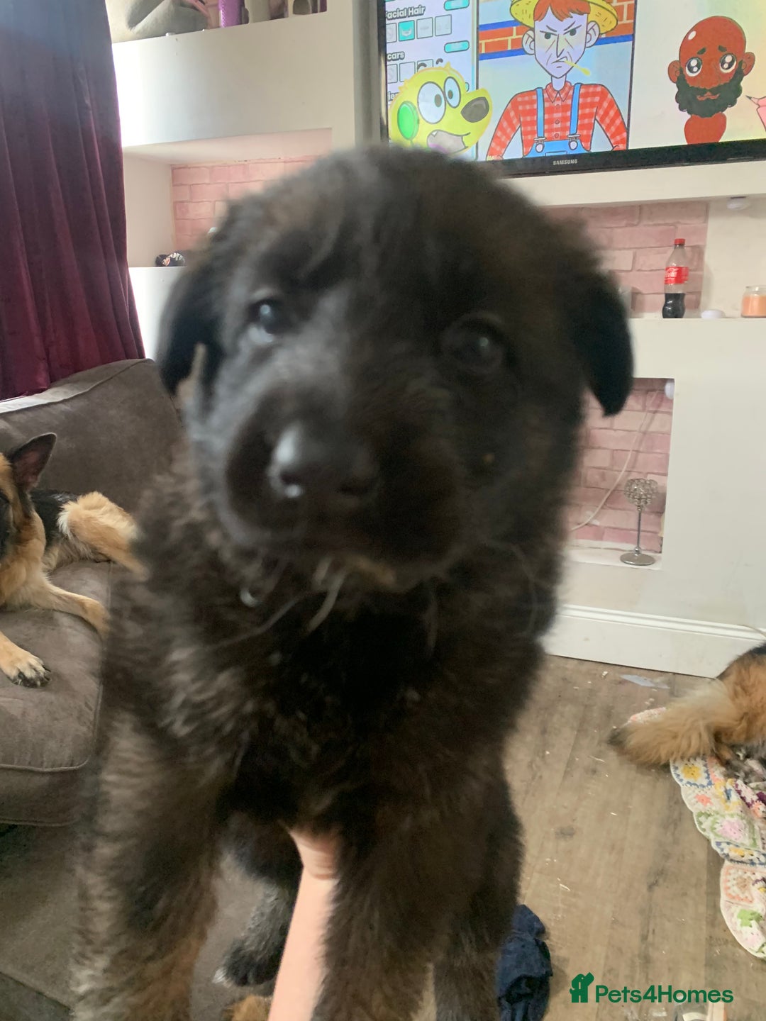 German Shepherd dogs for sale: German shepherd puppies - Image 9