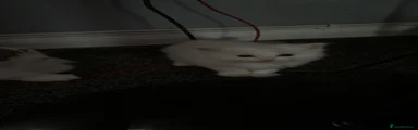 Ragdoll 2