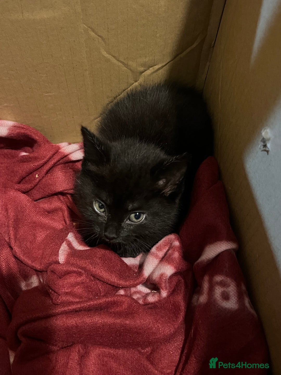 British Shorthair cats for sale: Three kittens for sale  - Advert 2