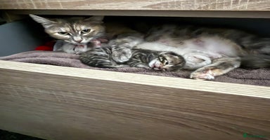 Bengal cats - Advert 8
