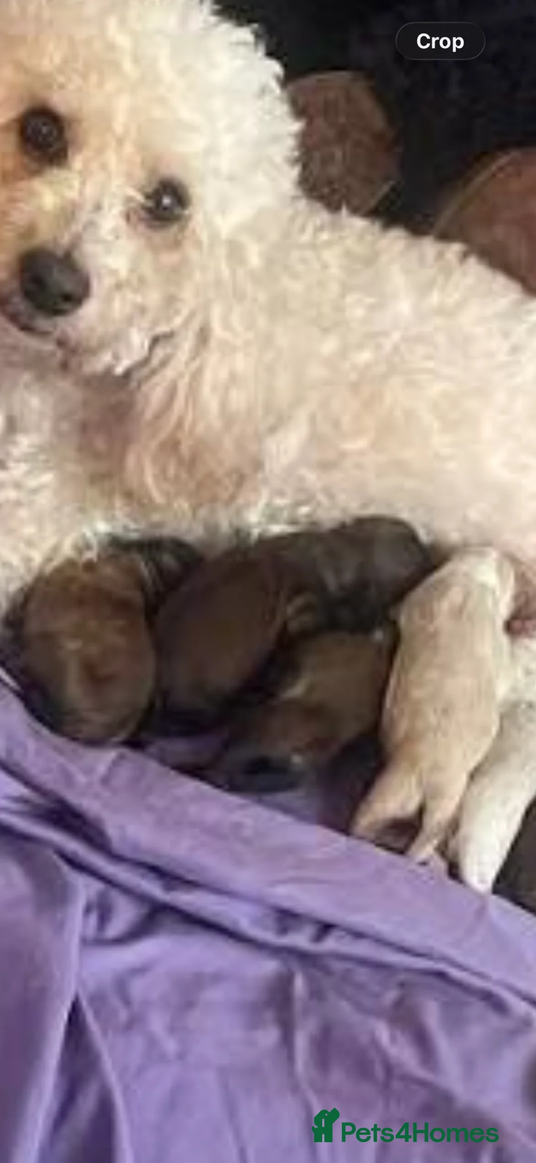 Maltipoo dogs for sale: 🐶 Silky coat maltipoo puppies (toy poodle) 🐶  in Durham - Advert 2