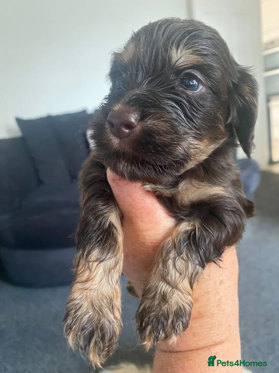 Cockapoo dogs for stud: F1 tri coloured phantom cockapoo for stud in Bournemouth - Advert 17